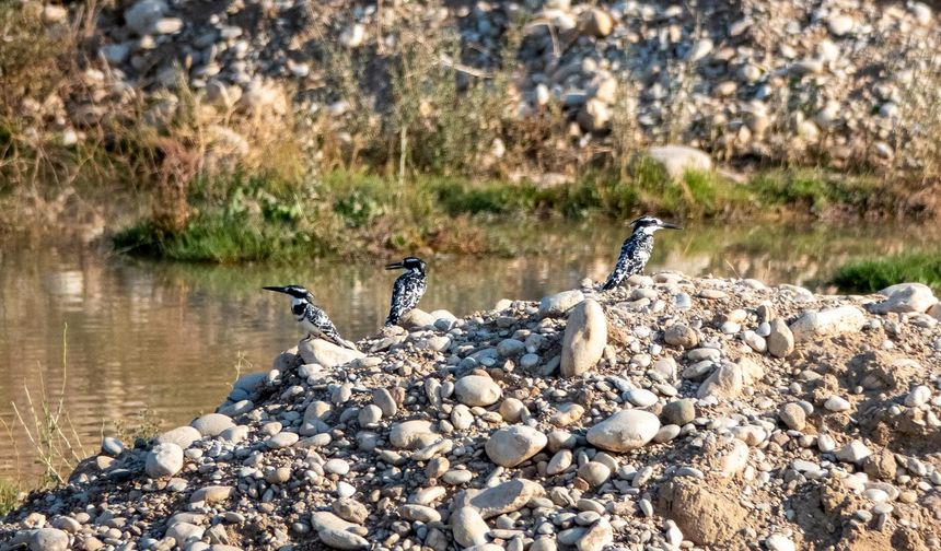 Adıyaman'da Alaca Yalıçapkını ilk kez görüntülendi