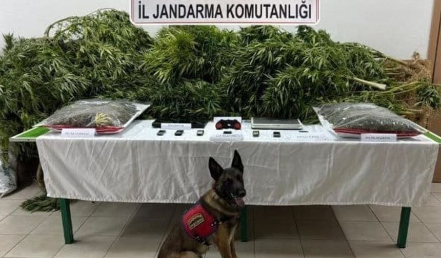 Çiftliğinde esrar ve kenevir ele geçirilen avukat beraat etti, 2 çalışanı 14'er yıl 9'ar ay ceza aldı