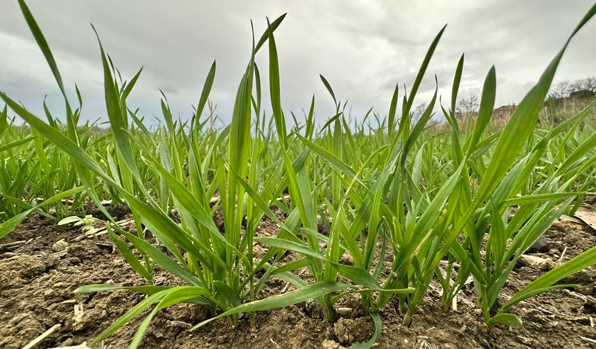 Edirne'de kuraklık nedeniyle üretici ayçiçeğinden uzaklaşıp, buğday ekimine yöneldi