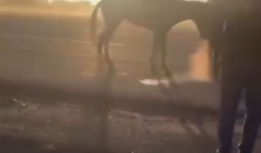 Kamyonetin arkasında dakikalarca sürüklenen atın durumu iyi
