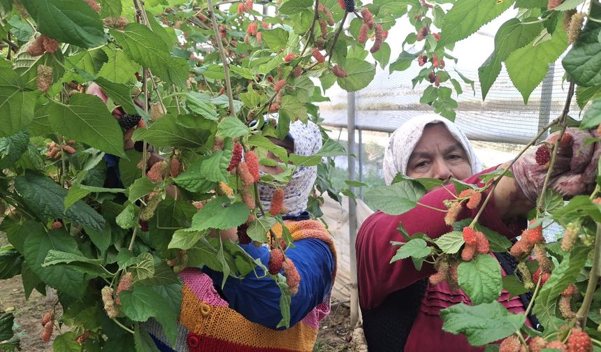 Mersin'de karadut hasadı başladı; yüzde 70'i ihraç ediliyor