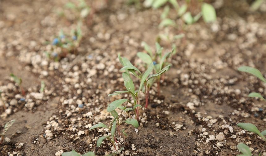 Pancarda Sapa Kalkma Testleri'yle Avrupa ve Türkiye'de üretilen tohumlar analiz ediliyor