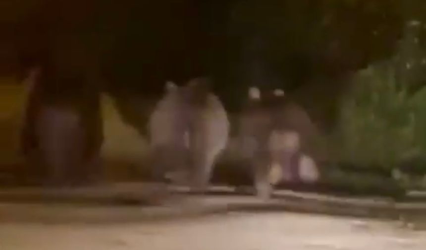 Yola inen bozayı ve yavruları kamerada