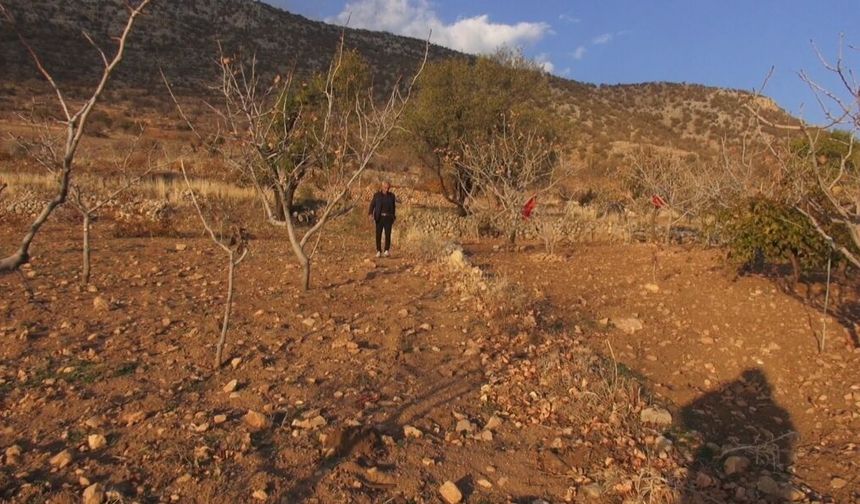 Batman’da fıstığa alternatif olarak ektiği safrandan yüksek verim aldı