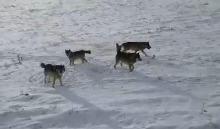 Doğada gezinen kurt sürüsü dron ile görüntülendi