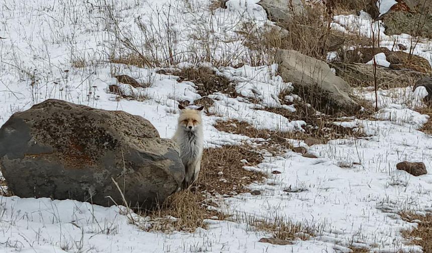 Dron sesinden tedirgin olan kızıl tilki, yuvasını terk etmedi