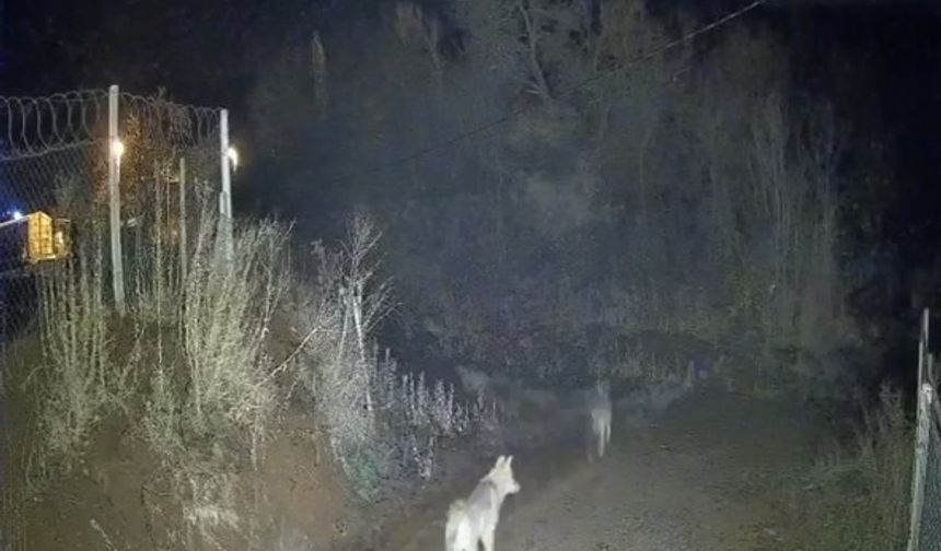Elazığ'da köye inen kurtlar kamerada