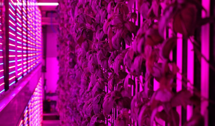 Üniversite kampüsünde 7 bin metrekarelik dikey tarım laboratuvarı kuruldu